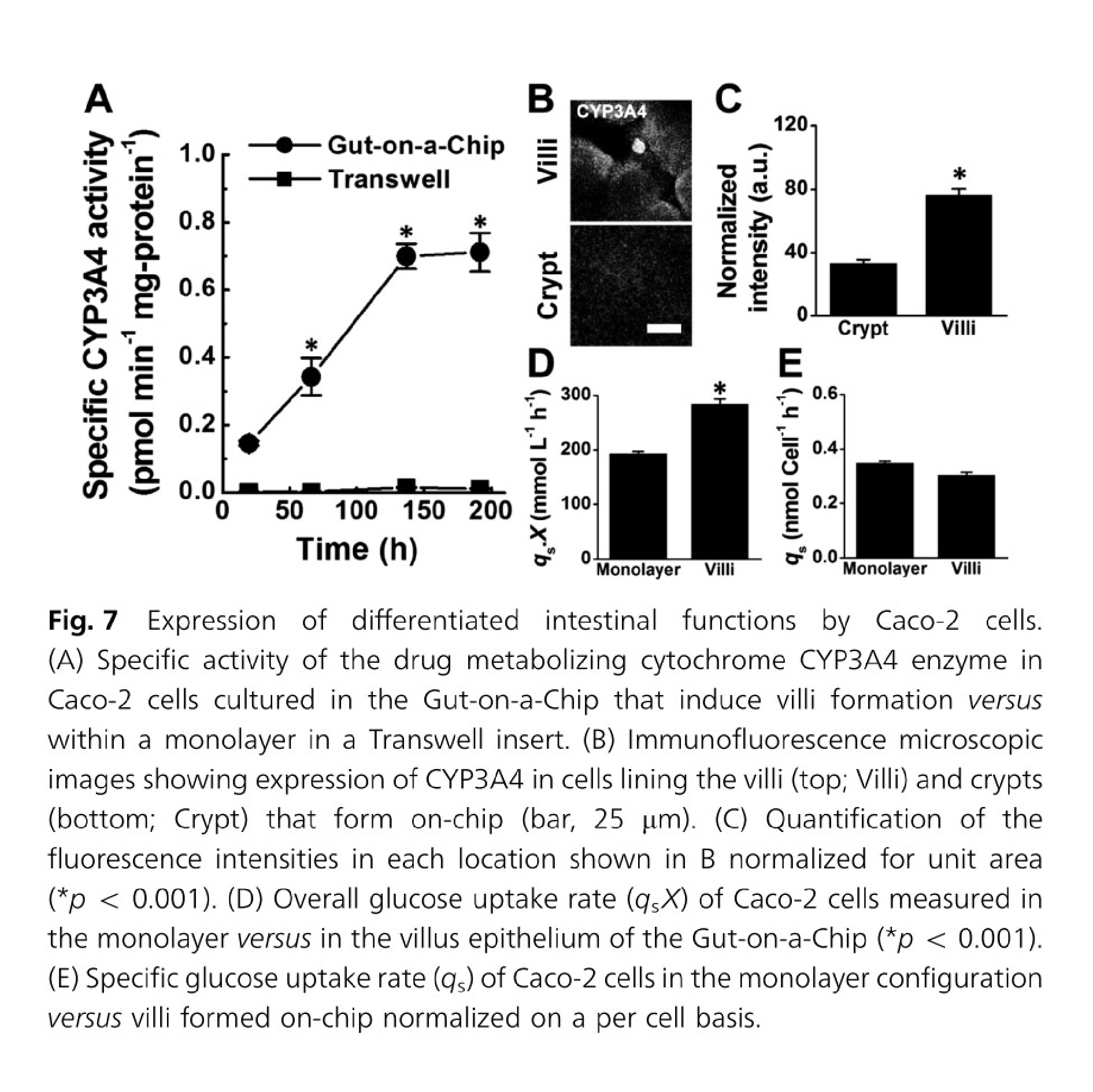 Formation of intestinal villi by Caco 2 cells within in Gut on a Chip cultures. Figures from Kim and Ingber